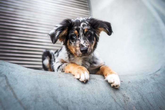 Merle Australian Shepherd puppy with heterochromia