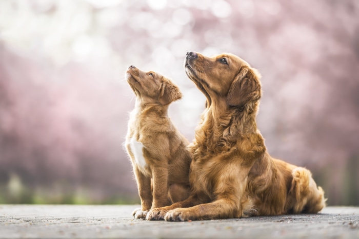 Two golden dogs looking up