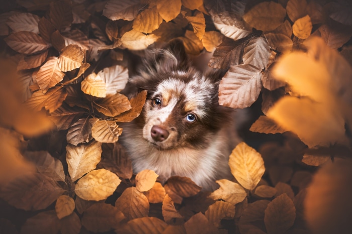 Australian Shepherd puppy in autumn leaves