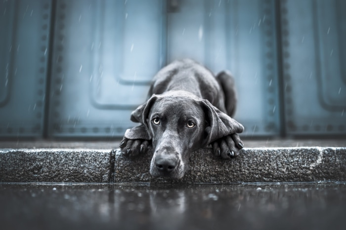 Weimaraner dog lying down in the rain