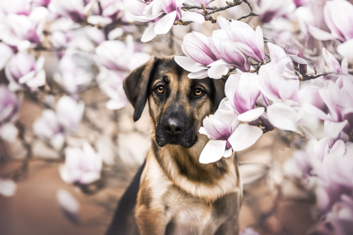 German Shepherd Dog among Magnolia Blossoms