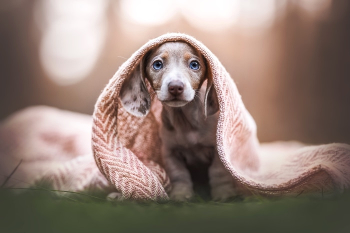 Dachshund puppy wrapped in a blanket