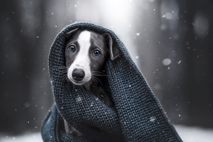 Puppy wrapped in a scarf in the snow