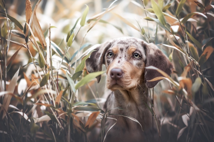 Merle Dachshund puppy in tall grass