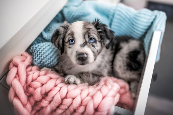 Australian Shepherd Puppy with Blue Eyes