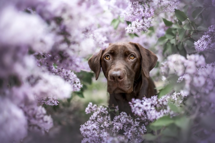 Chocolate Labrador dog in lilac flowers