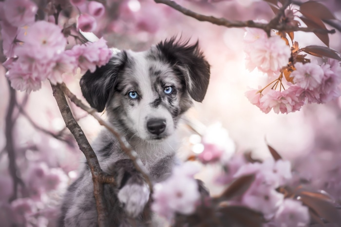 Merle Australian Shepherd puppy with blue eyes among pink blossoms