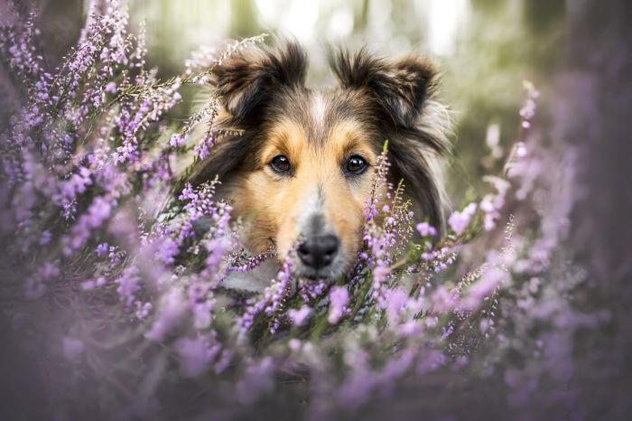 Shetland Sheepdog dog in purple heather