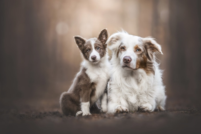 Two Australian Shepherd dogs, one adult and one puppy, sitting outdoors