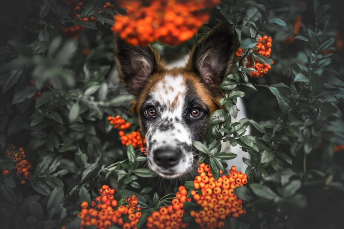 Puppy peeking through orange berries and green leaves