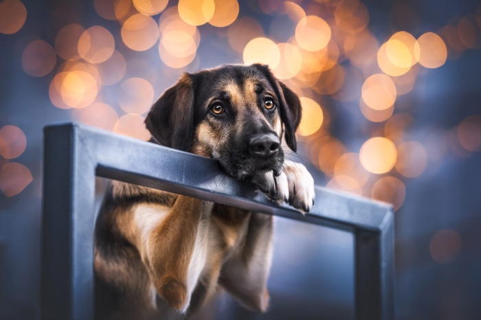 Dog resting head on railing with bokeh background