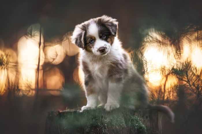 Australian Shepherd Puppy Sitting on a Tree Stump
