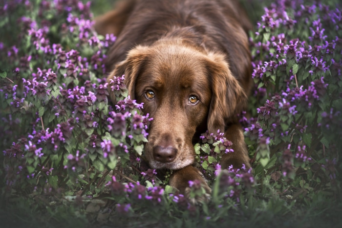 Brown dog lying in purple flowers