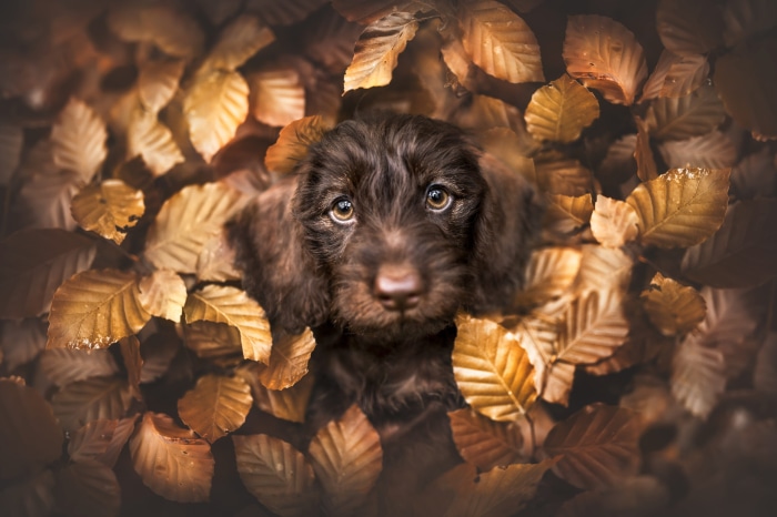 Brown puppy in autumn leaves