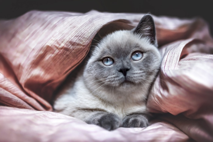 A fluffy cat with blue eyes peeking from a pink blanket