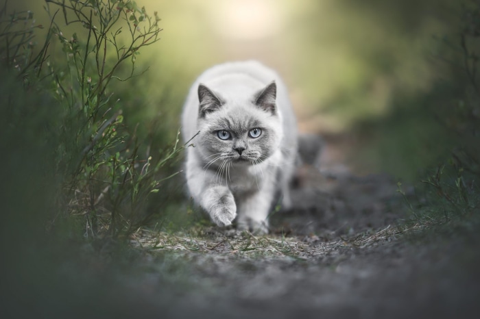 A fluffy grey cat with blue eyes walks on a forest path