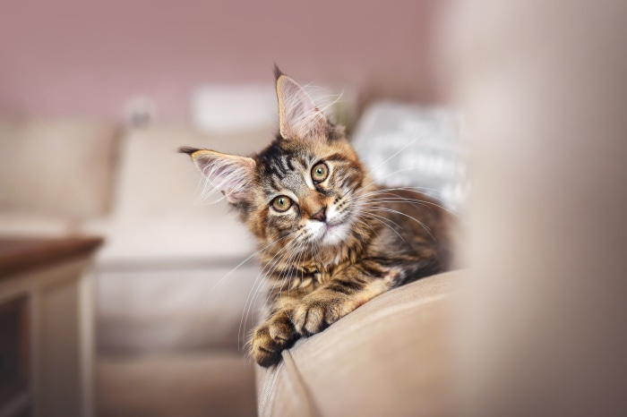 Maine Coon kitten resting on a couch
