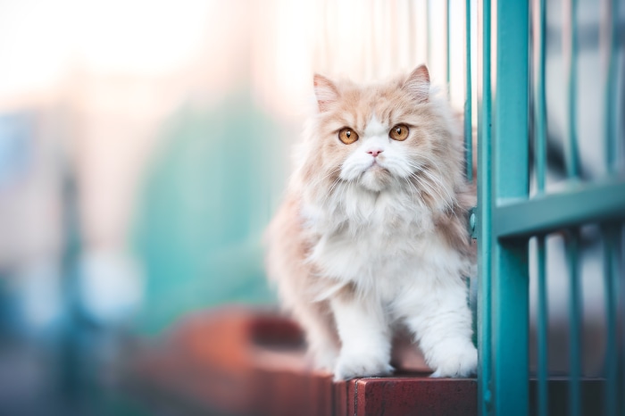 Fluffy Persian Cat with Orange Eyes