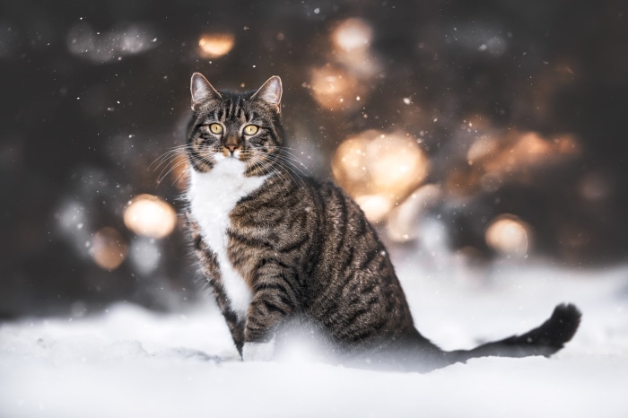 Tabby cat sitting in the snow with bokeh lights