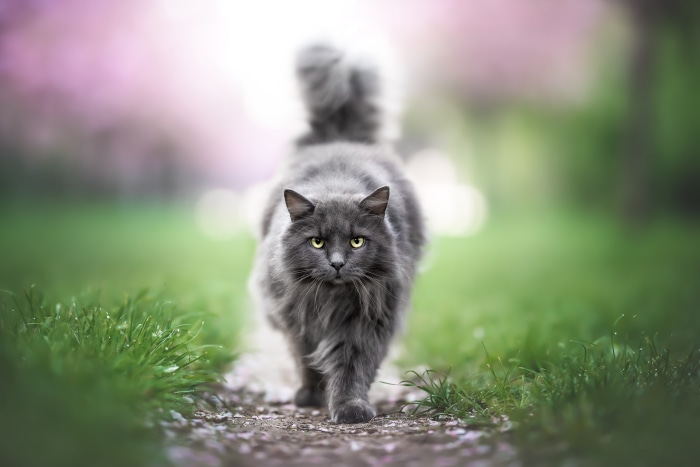 A fluffy gray cat walks on a path