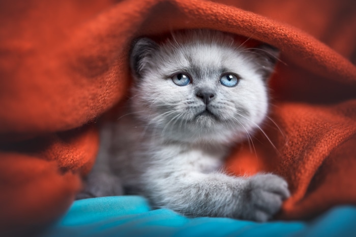 Fluffy kitten with blue eyes peeking from red blanket