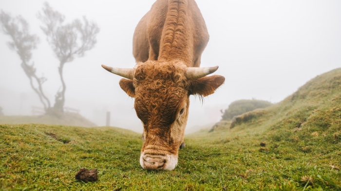 Cow grazing in a foggy landscape 4K