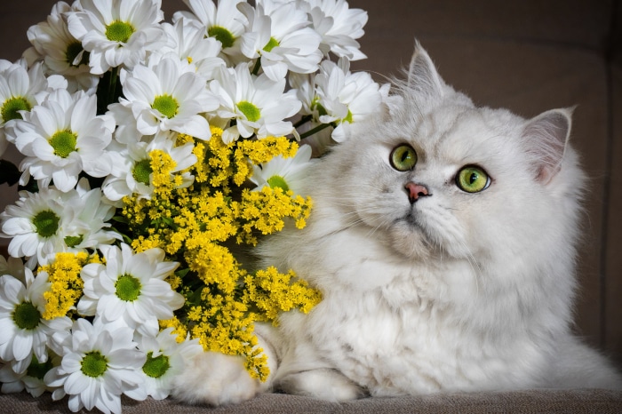 White Persian Cat with Flowers 4K