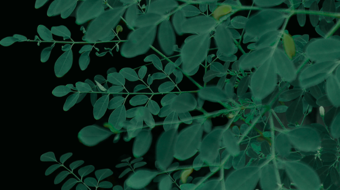 Close-up of green leaves on black background