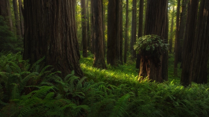 Redwood Forest with Ferns and Sunlight