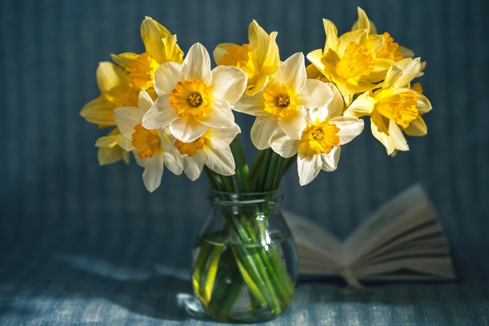 Bouquet of Daffodils in a Vase