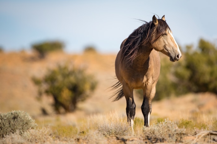 A wild horse stands in a dry, grassy landscape