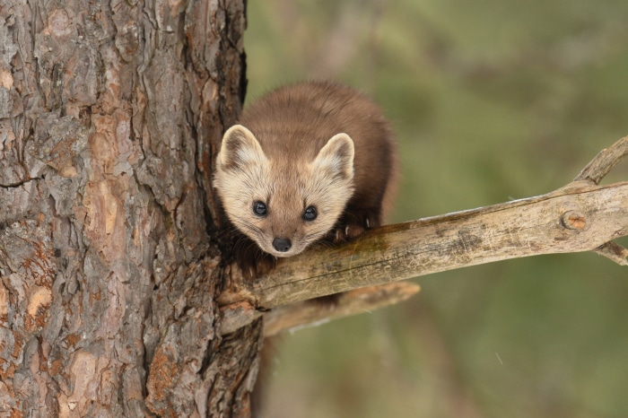 Marten on a tree branch 4K