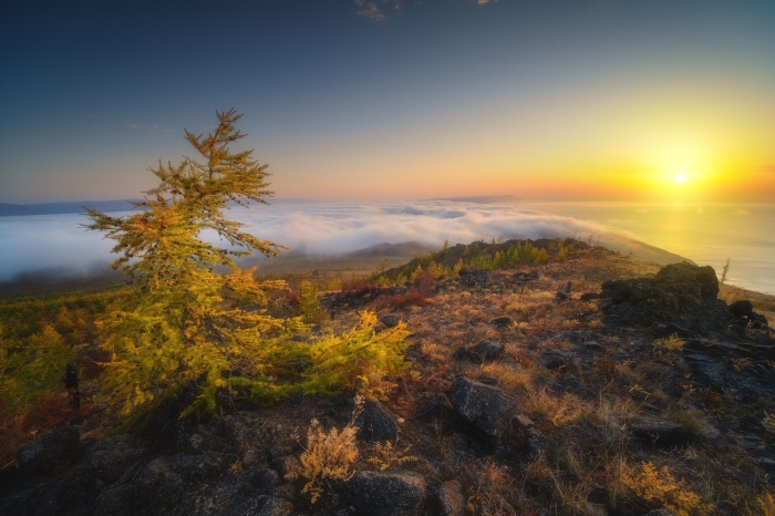 Sunrise over a sea of clouds with a lone tree