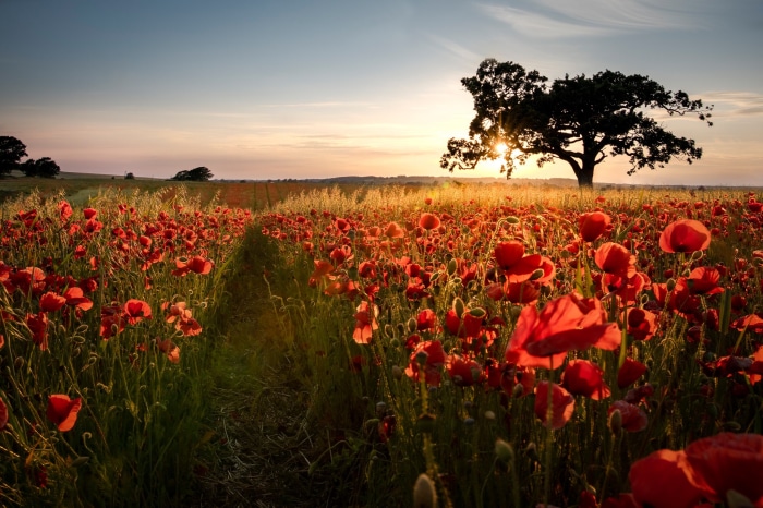 Field of red poppies at sunset with a lone tree