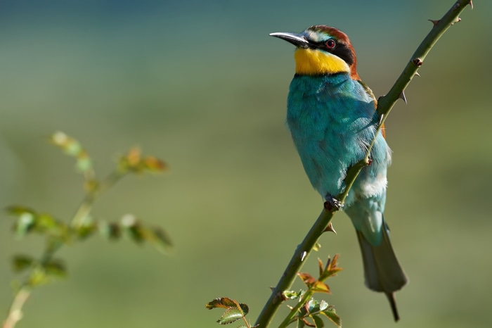 European Bee-Eater perched on a thorny branch