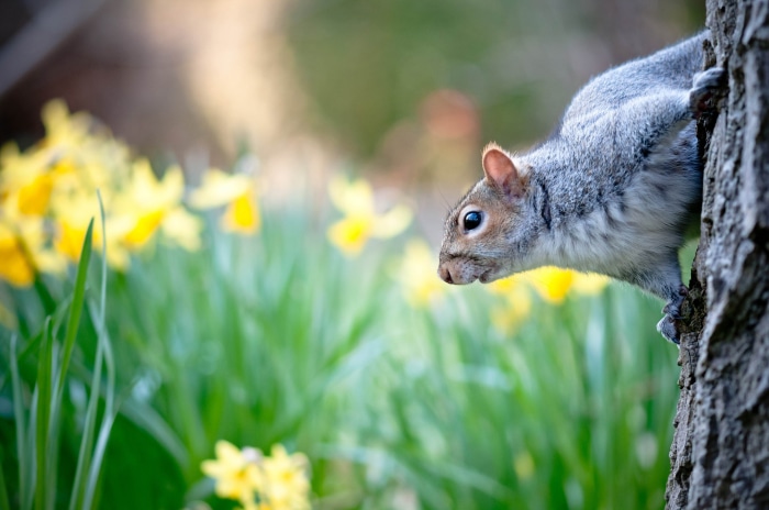 Squirrel on a tree trunk with daffodils