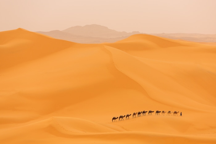 Caravan of camels walking across desert dunes