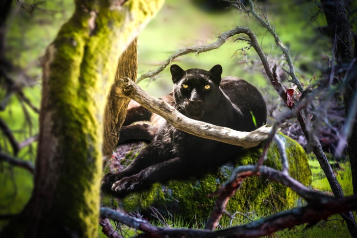 Black Panther resting on a mossy rock in a forest