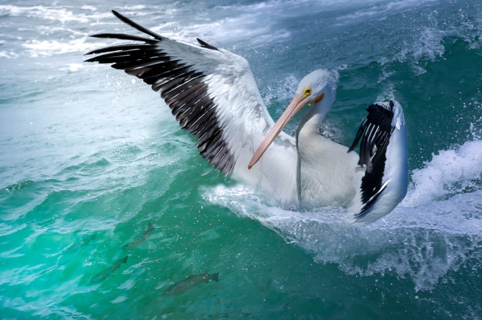 Pelican diving for fish in the ocean
