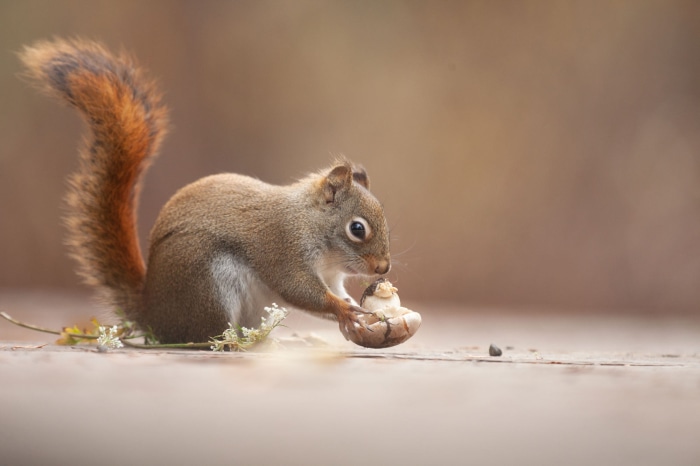 A red squirrel eating a mushroom