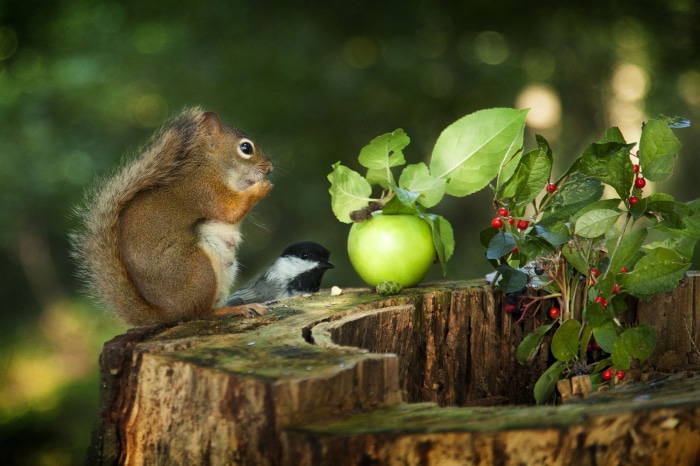 Squirrel and bird on a tree stump with apple and berries