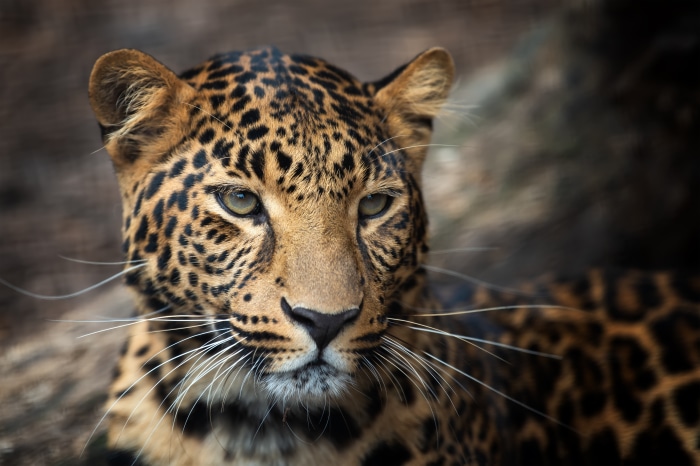 Leopard
