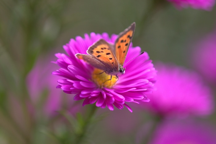 Orange butterfly on a pink aster flower