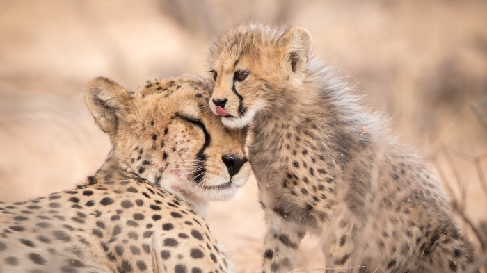 Cheetah mother and cub in Kgalagadi Transfrontier Park