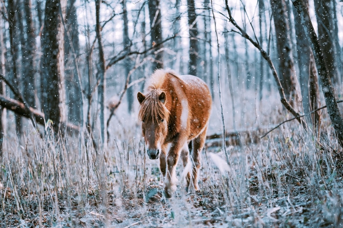Brown horse in a snowy forest 4K