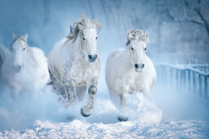 Three white horses running through snow