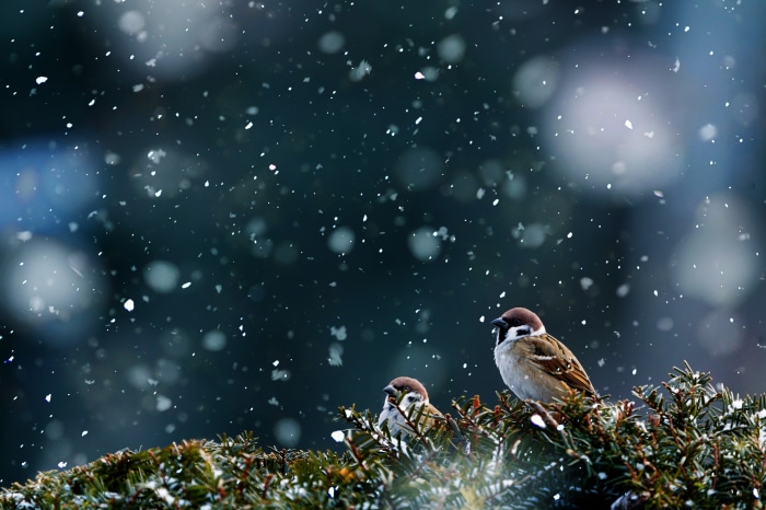 Two Sparrows in Snow 4K