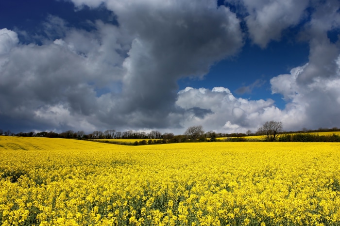 Field of yellow rapeseed flowers under a cloudy sky