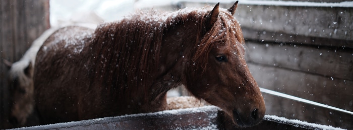 Brown horse in snow 4K