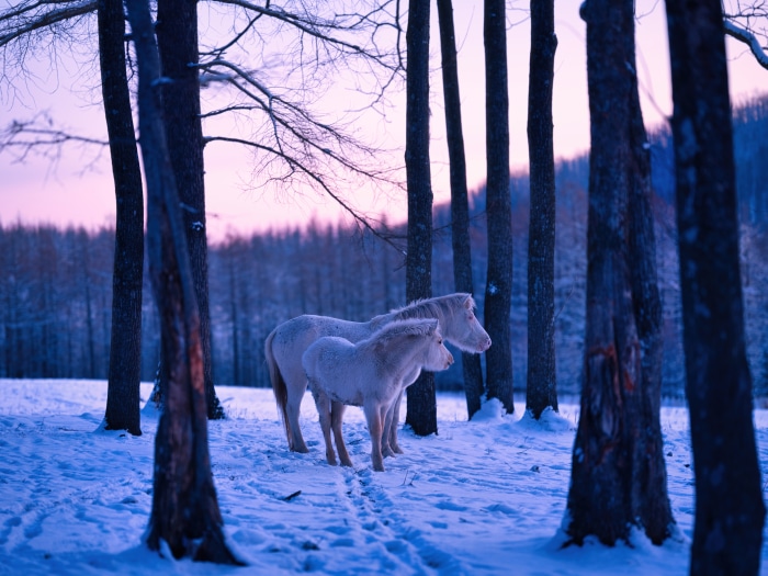 Two white horses in a snowy forest